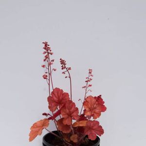 Heuchera 'Apricot' ® ---